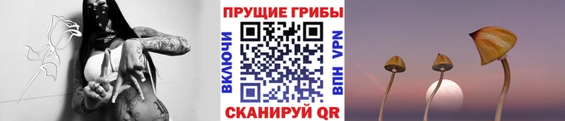 цена   Сланцы  Псилоцибиновые грибы Magic Shrooms 